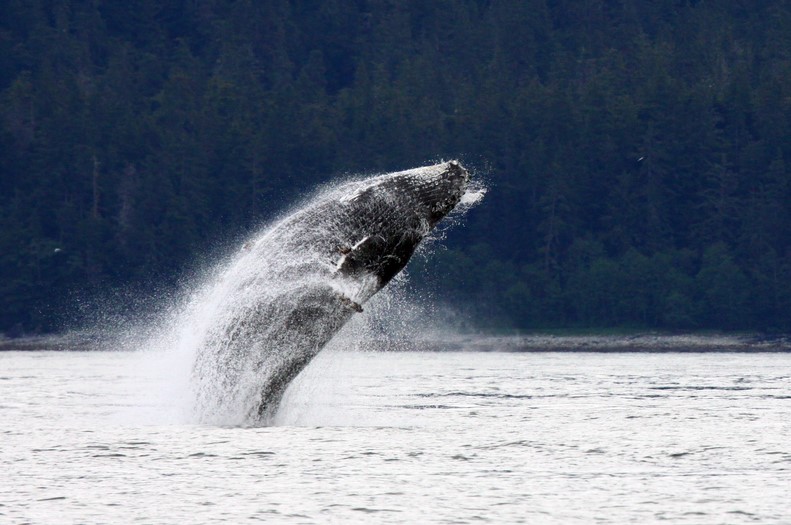 Image of an Alaska cruise experience – glacier and wildlife